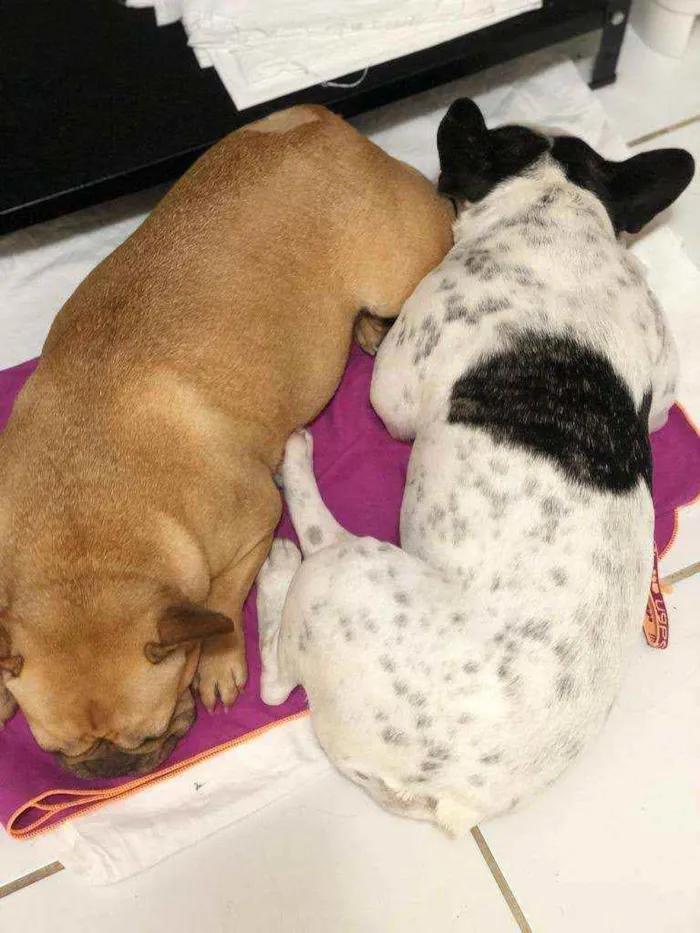 Cachorro ra a Bulldog frances idade 2 anos nome Sem nomes