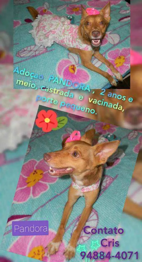 Cachorro ra a Srd idade 2 anos nome Pandora