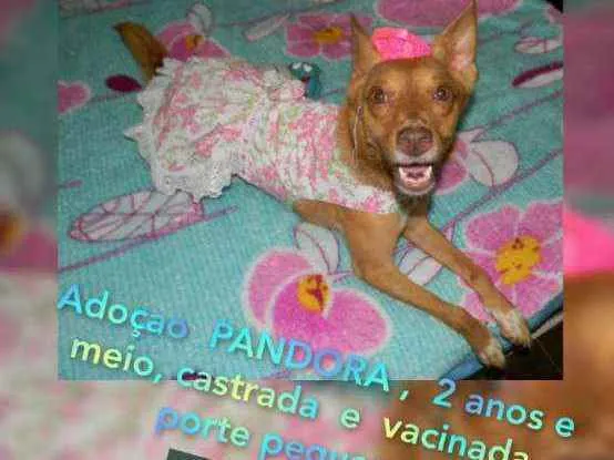 Cachorro ra a Srd idade 2 anos nome Pandora