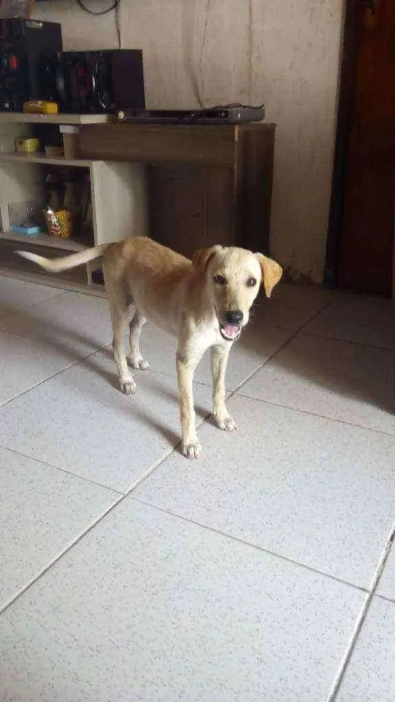 Cachorro ra a Vira- lata idade 2 a 6 meses nome Sem nome por enquant