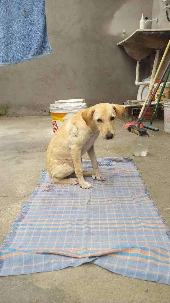 Cachorro ra a Vira- lata idade 2 a 6 meses nome Sem nome por enquant