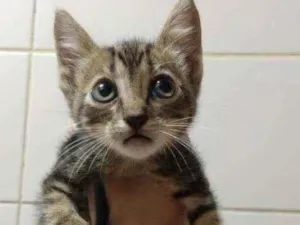 Gato raça  idade Abaixo de 2 meses nome sem nome