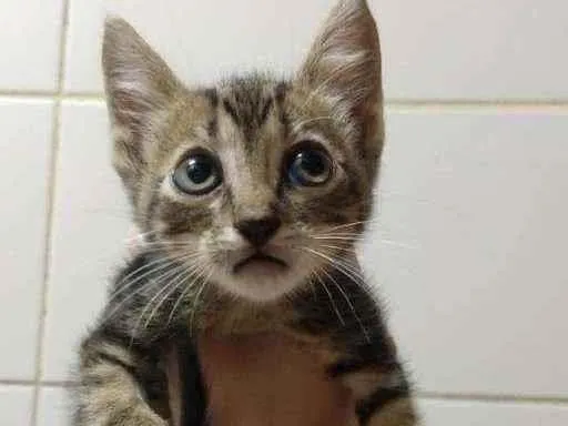 Gato ra a  idade Abaixo de 2 meses nome sem nome
