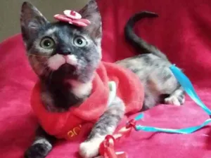 Gato raça SRD idade 2 a 6 meses nome Muphie