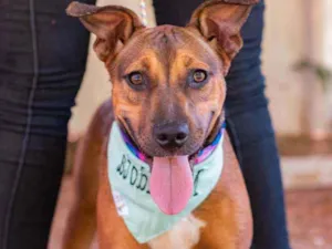 Cachorro raça SRD idade 2 anos nome Juni