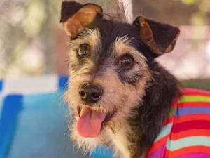 Cachorro raça SRD idade 1 ano nome Jorel