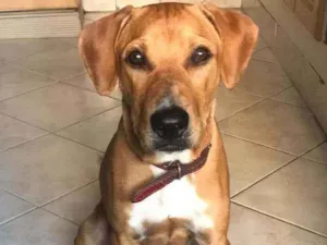 Cachorro raça Srd idade 7 a 11 meses nome Thor
