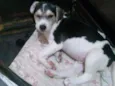 Cachorro raça Srd idade 2 a 6 meses nome Boomer