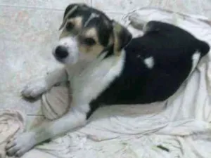 Cachorro raça Srd idade 2 a 6 meses nome Boomer