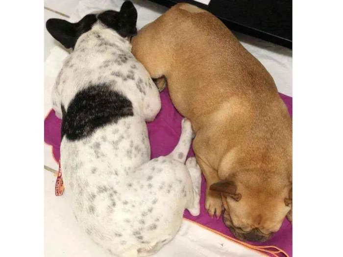 Cachorro ra a Bulldog frances idade 2 anos nome Sem nomes