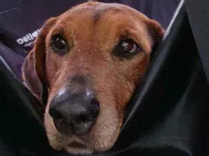 Cachorro raça Srd idade 4 anos nome Fiona