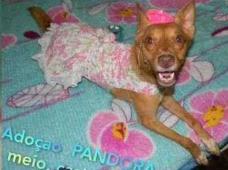 Cachorro ra a Srd idade 2 anos nome Pandora