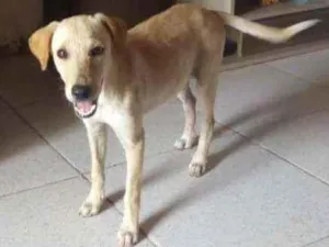 Cachorro raça Vira- lata idade 2 a 6 meses nome Sem nome por enquant