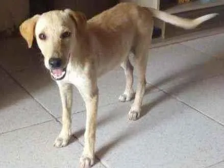 Cachorro ra a Vira- lata idade 2 a 6 meses nome Sem nome por enquant