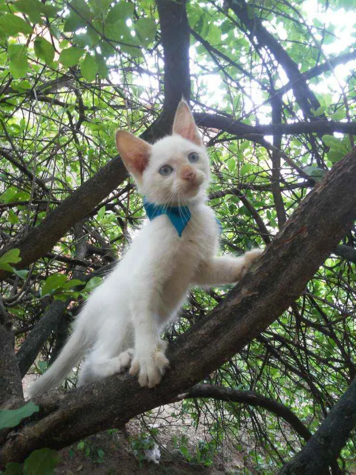 Gato ra a Diferente idade 2 a 6 meses nome Floquinho