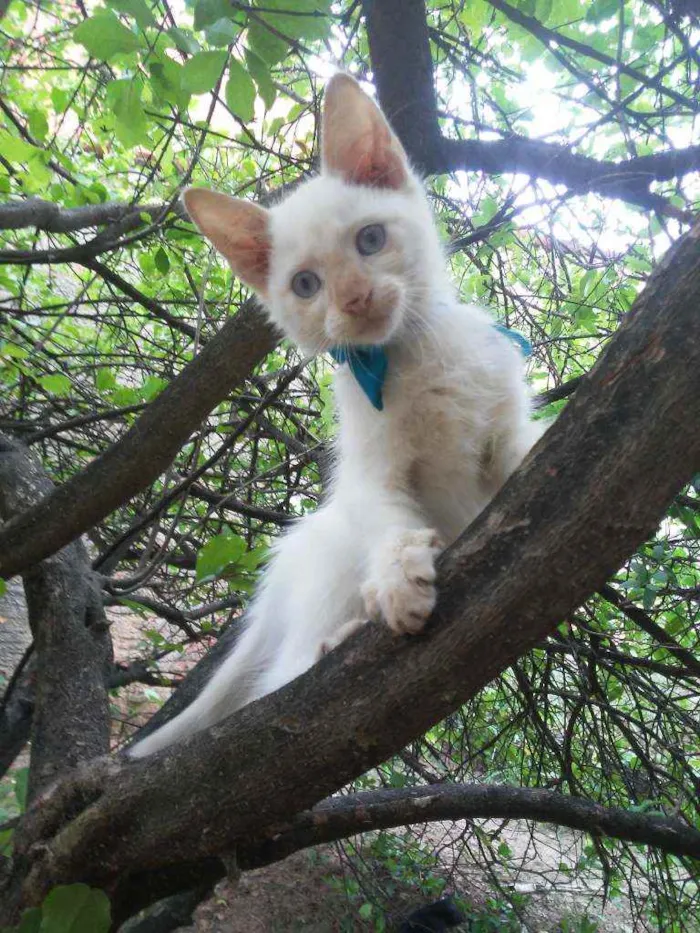 Gato ra a Diferente idade 2 a 6 meses nome Floquinho