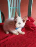 Floquinho