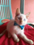 Floquinho