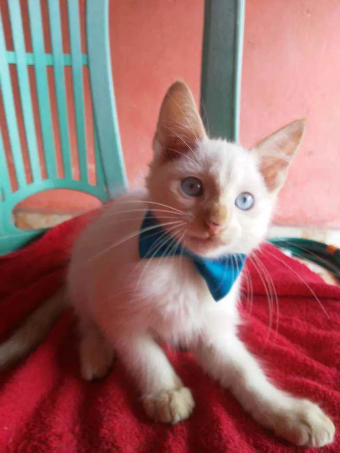 Gato ra a Diferente idade 2 a 6 meses nome Floquinho