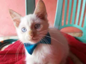 Gato raça Diferente idade 2 a 6 meses nome Floquinho