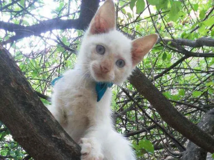 Gato ra a Diferente idade 2 a 6 meses nome Floquinho