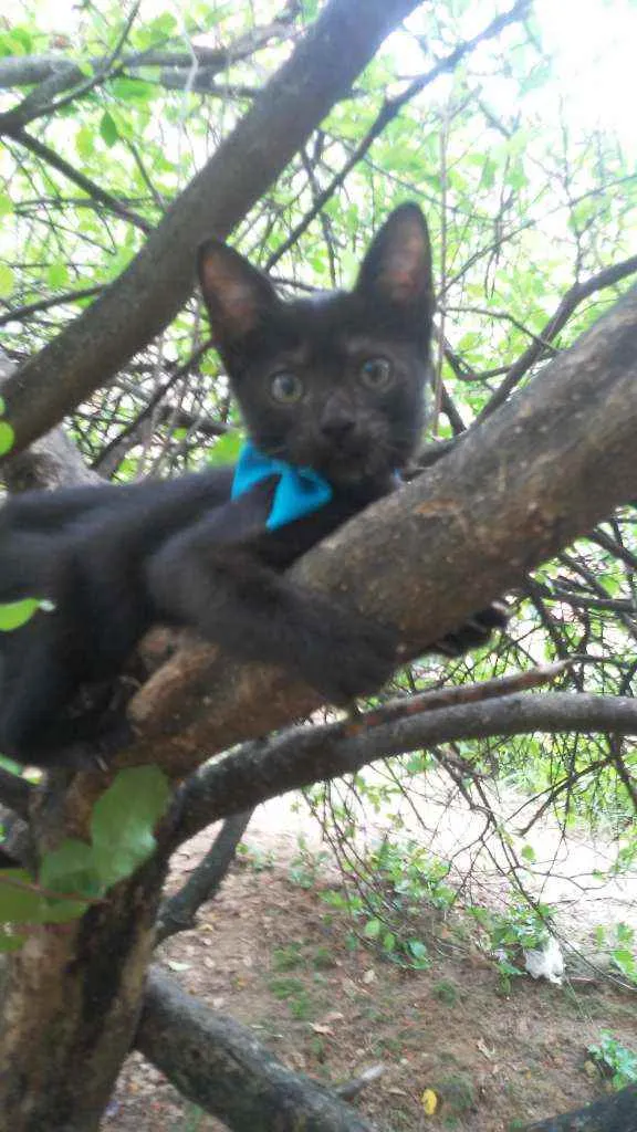 Gato ra a Comum idade 2 a 6 meses nome Lupe