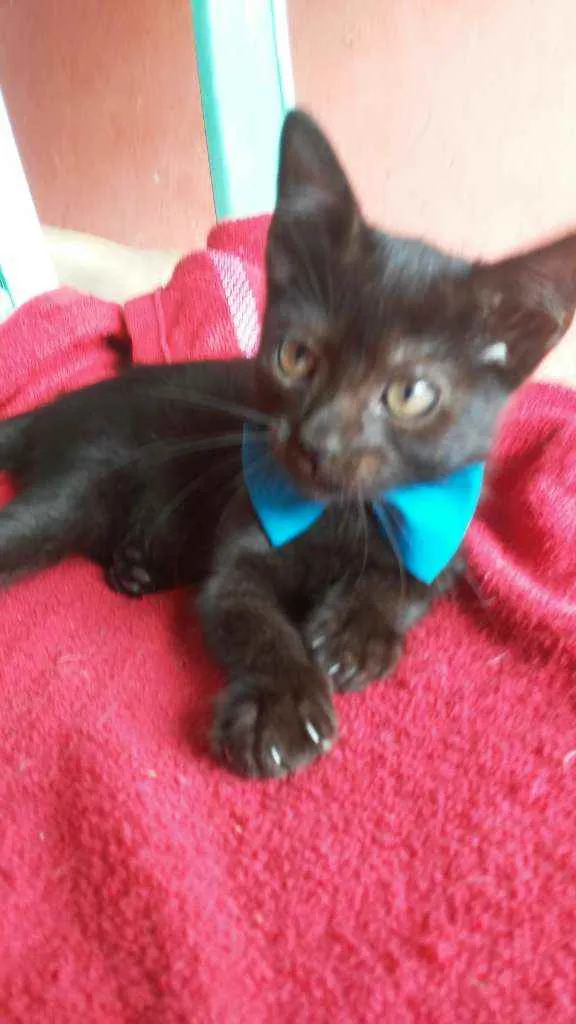 Gato ra a Comum idade 2 a 6 meses nome Lupe
