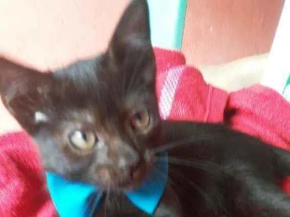 Gato ra a Comum idade 2 a 6 meses nome Lupe