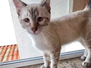 Gato raça Srd idade 2 a 6 meses nome Pipoca bebê lindo 