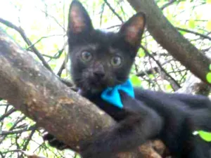 Gato raça Comum idade 2 a 6 meses nome Lupe