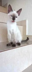Gato raça Siamesa  idade 2 a 6 meses nome Pink bebê linda 