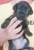 Cachorro raça SRD idade 2 a 6 meses nome MABEL