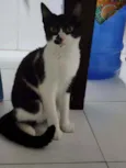 Gato raça SRD idade 2 a 6 meses nome Fofinha