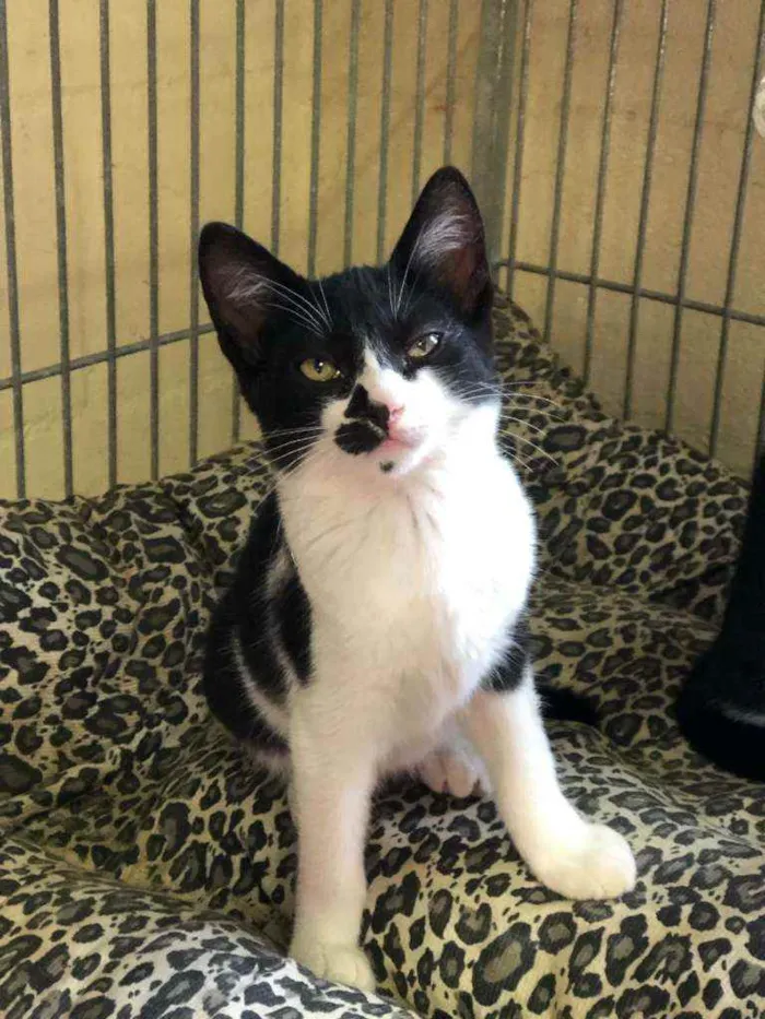 Gato raça SRD idade 2 a 6 meses nome Fofinha