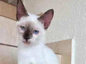 Gato raça Siamesa  idade 2 a 6 meses nome Pink bebê linda 