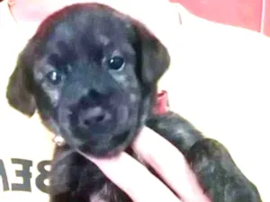 Cachorro raça SRD idade 2 a 6 meses nome MABEL