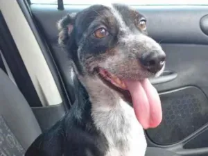 Cachorro raça SRD idade 2 anos nome MEL