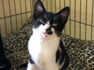 Gato raça SRD idade 2 a 6 meses nome Fofinha