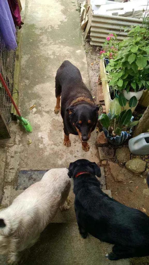 Cachorro ra a Rotivailer idade 6 ou mais anos nome Mel