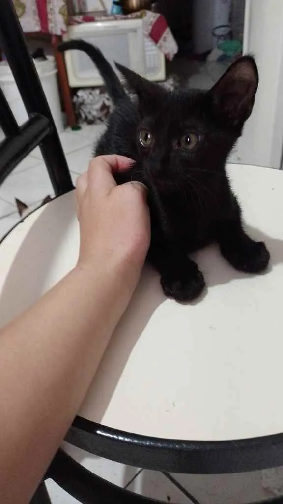 Gato ra a  idade 2 a 6 meses nome gatinhos bebê