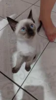 gatinhos bebê