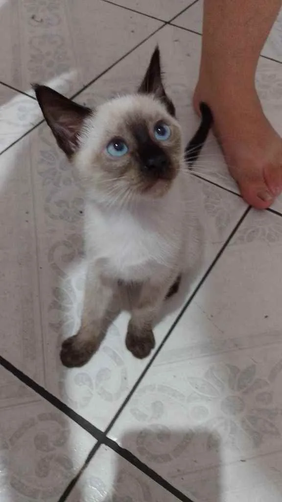 Gato ra a  idade 2 a 6 meses nome gatinhos bebê