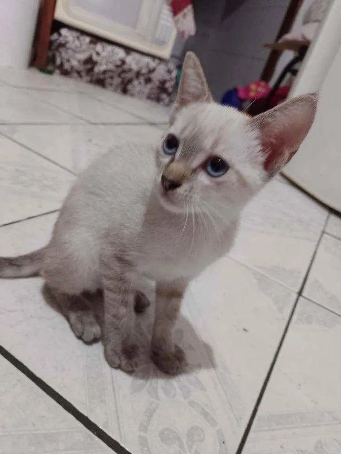 Gato ra a  idade 2 a 6 meses nome gatinhos bebê