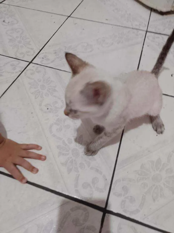 Gato ra a  idade 2 a 6 meses nome gatinhos bebê