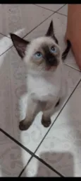 gatinhos bebê