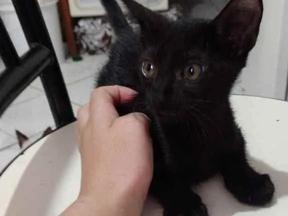 Gato ra a  idade 2 a 6 meses nome gatinhos bebê