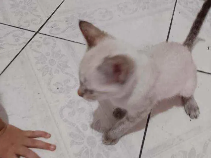 Gato ra a  idade 2 a 6 meses nome gatinhos bebê