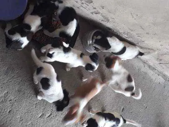 Cachorro ra a Mista idade Abaixo de 2 meses nome Cachorrinhos 