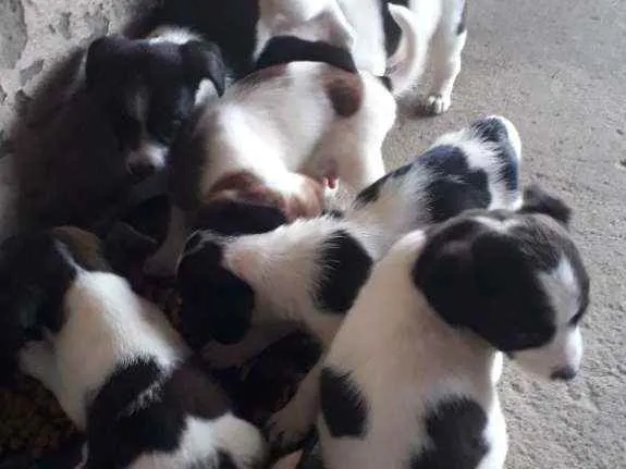 Cachorro ra a Mista idade Abaixo de 2 meses nome Cachorrinhos 