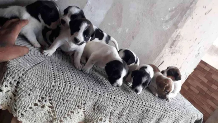 Cachorro ra a Mista idade Abaixo de 2 meses nome Cachorrinhos 